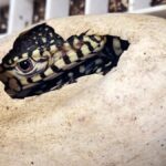 First Perentie Lizards Hatched at Los Angeles Zoo: A Major Breeding Milestone