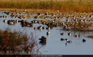 Birds React To 7.0 Earthquake In Northern California