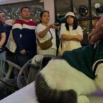 ‘Green Bones’ cat Oreo graces film screening in Quezon City