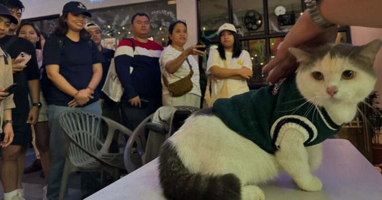 ‘Green Bones’ cat Oreo graces film screening in Quezon City