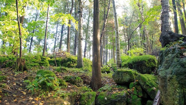 Doctors in Halton can now prescribe nature ‘to help people have a better quality of life’