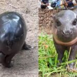 Viral Baby Hippo Moo Deng Gets Rs 2.51-Crore ‘Christmas Present’