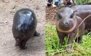 Viral Baby Hippo Moo Deng Gets Rs 2.51-Crore ‘Christmas Present’