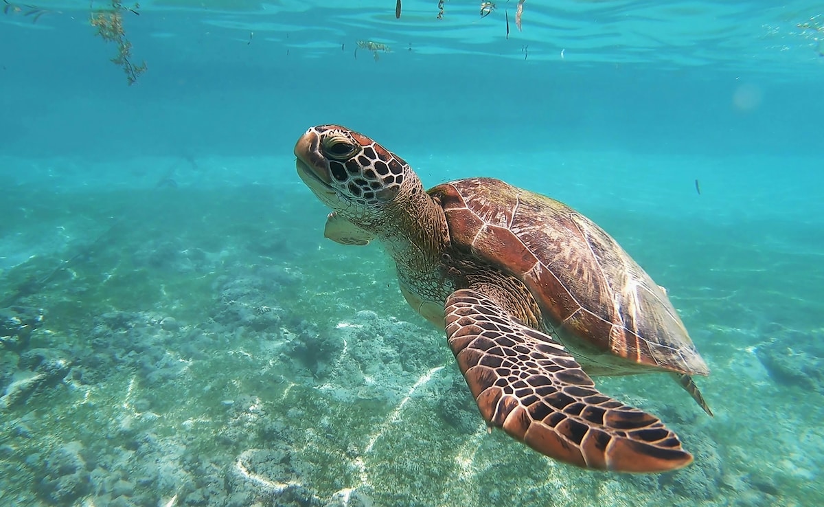 3 Dead, 32 Hospitalised After Eating Endangered Sea Turtle In Philippines