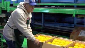 Florida citrus production impacted by recent hurricanes after damage to farms