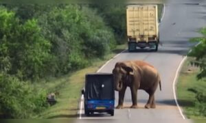 Meet Raja, the viral wild elephant collecting ‘road tax’ in Sri Lanka