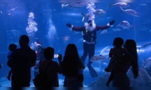 Santa Claus has some fun with sharks at Rio de Janeiro aquarium