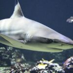 Shark Gut Design Enables Valve-Free Pipes for Efficient Fluid Flow, New Study Suggests