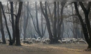 Intense cold wave conditions in Kashmir, Srinagar records minus 7.3 degrees Celsius