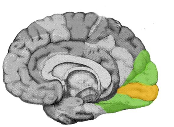 Research reveals hidden visual deficits and neural pathway alterations in mild TBI patients