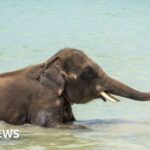 Thailand mahout charged after elephant gores tourist to death