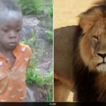 How An 8-Year-Old Boy Survived For 5 Days In Zimbabwe’s Dangerous Lion-Filled Reserve