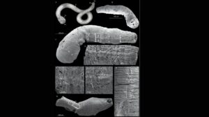 Fossils Reveal Evolution of Early Nervous Systems in Ecdysozoans