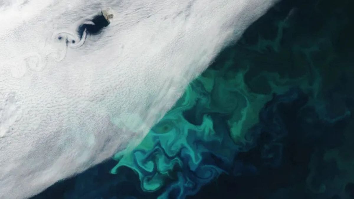 Satellite Captures Svalbard Bear Island’s Rare Cloud Formations and Algal Bloom