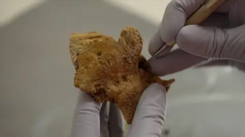 A scientist using an instrument to poke into the ear socket of a skull fragment