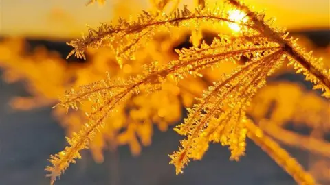 BBC Weather Watchers/Jack March The sun shines on some frosty tree branches