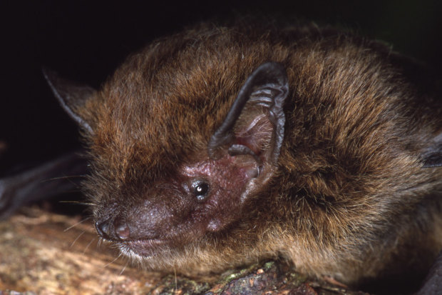 The Christmas Island Pipistrelle. a microbat, was once abundant but is now extinct.