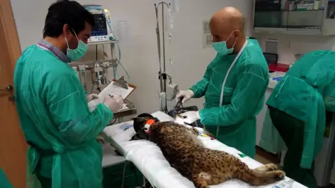 BBC/António Fernandes A lynx lies on a bed at a clinic in Silves