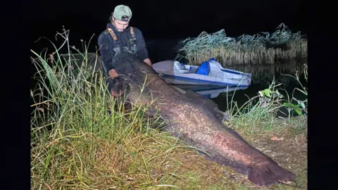 Chloe Ing Shaun Ing, holding a 150lb catfish by the side of a lake. He is wearing a black T-shirt with waders, and a baseball cap on his head turned backwards. There is a small white and blue boat in the background, as well as an island with reeds.