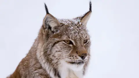 Getty Images A headshot of a lynx. It is looking off into the distance and photographed against a white background. Flakes of snow cover its fur.