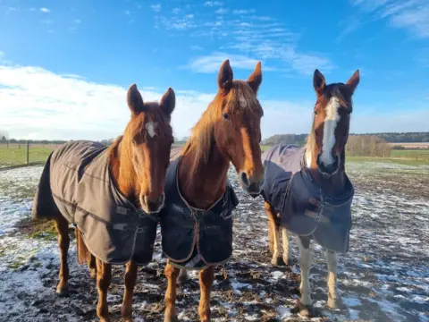 BBC Weather Watchers/BuzzyBeeGirl Three chestnut horses with white blazes on their faces, wearing overcoats, standing in a field with some snow