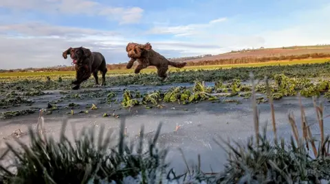 BBC Weather Watchers/Muddy - Paws A chocolate field spaniel and a golden cockerpoo leaping through icy puddles. Photo taken at ground level with blades of grass in the foreground