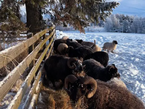 Emma Armstrong Sheep taking shelter in a field covered in snow