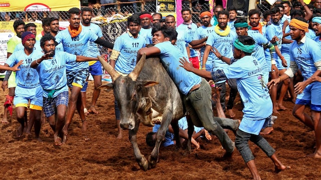 The eagerly awaited spectacle will commence in Avaniyapuram on the first day, followed by Palamedu on January 16, and culminating in Alanganallur on January 17, as disclosed by Madurai District Collector Sangeetha, M.S Sangeetha.