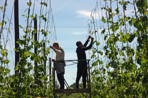 Nicola King Hop pickers at work