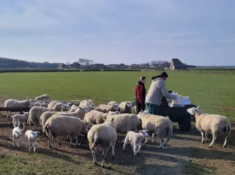 Marianne Wever Two farmers feed a flock of sheep