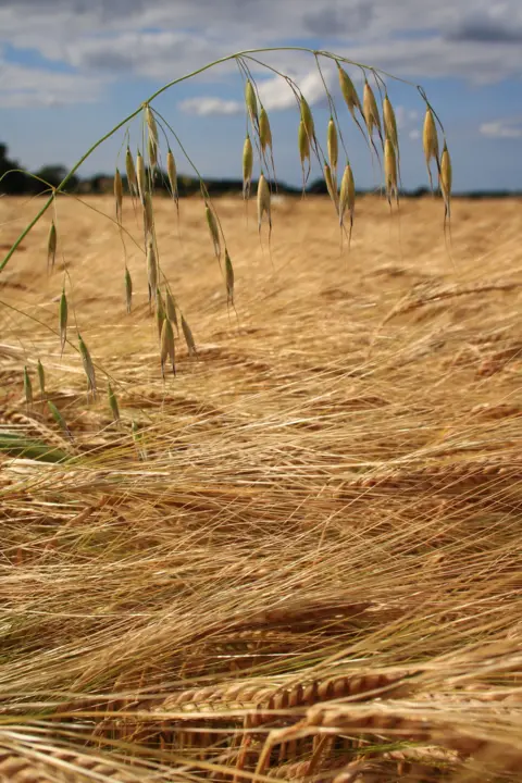 Clare Keegan Crops growing in a field