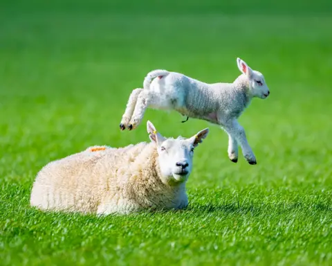 Sean Corlett A lamb jumps over a sheep