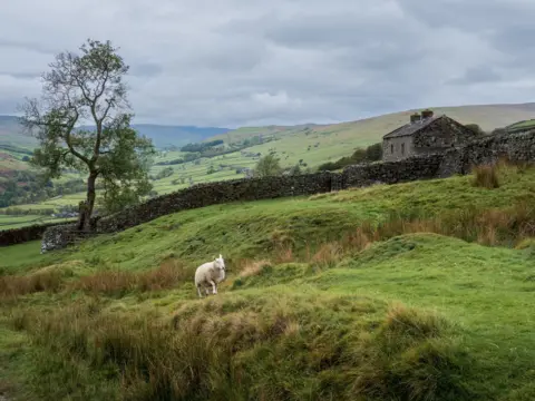 Mark James Andrews A sheep makes its way across a grassy landscape