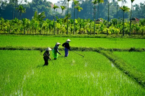 Paul Micallef Three people work in a paddy field