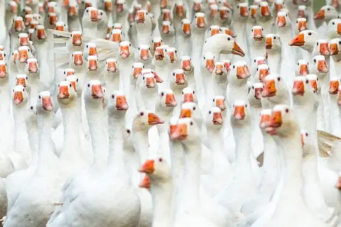 John Uttley Geese crowded together heading towards the camera