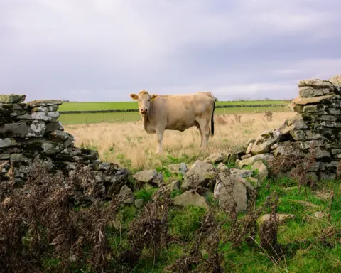 John Hughes A cow stands behind a broken wall