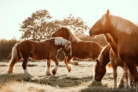 Anna Archinger A group of horses in a field