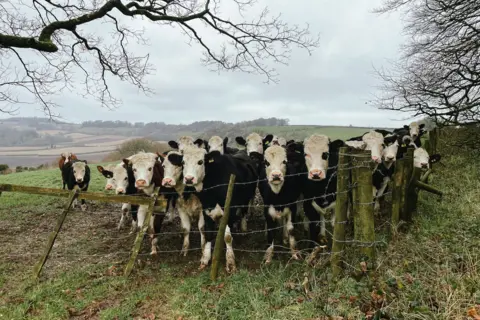 Olesia Komarova Cows gathered at the edge of a field facing the camera