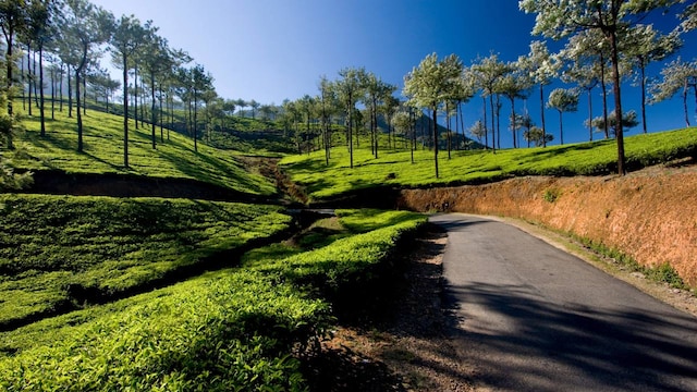 No 3. Vagamon | Located atop a hill in the Idukki district of Kerala, Vagamon is a picturesque hill station with breathtaking views of the surrounding landscape. With its tea plantations, hilly terrain and adventure sports like paragliding and trekking, this destination is an ideal option for both nature lovers and adventure seekers. (Image: Shutterstock)