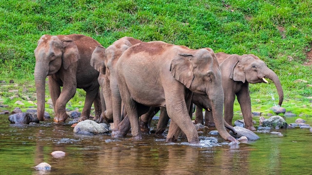 No 7. Aanakkulam: Another destination in the Idukki district, Aanakkulam is a scenic village known for its backwaters and traditional architecture. Aanakkulam translates to Pond of Elephants and is a perfect destination to witness them. Set amid the dense forest, the lake of Aanakkulam lures wild elephants in large numbers. (Image: Shutterstock)