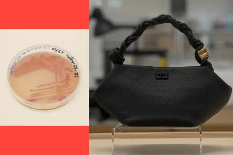 Bacteria in a petri-dish is one half of the image; a small black handbag on a transparent stand makes up the second half