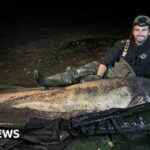 Largest recorded catfish in UK caught in Maldon, says angler