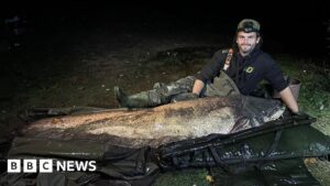 Largest recorded catfish in UK caught in Maldon, says angler