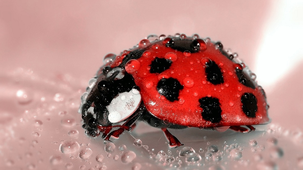 American Burying Beetle Experiences Population Rise in Nebraska’s Loess Canyons