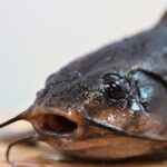 New Species Discovered in Peru’s Alto Mayo Region, Including Blob-Headed Catfish