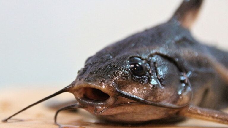 New Species Discovered in Peru’s Alto Mayo Region, Including Blob-Headed Catfish