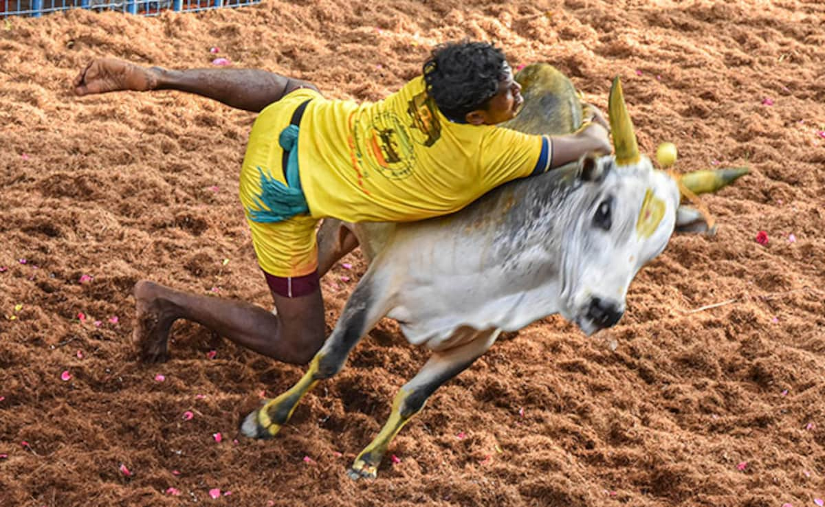 Jallikattu Event Begins In Tamil Nadu