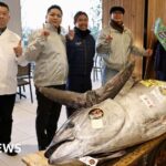 Motorbike-sized tuna sold to Tokyo sushi restaurateurs for .3m