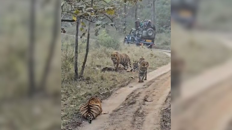 Watch: 5 Tigers Sunbathe In Front Of Tourists At Madhya Pradesh Reserve