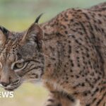 Slow return of the Iberian lynx